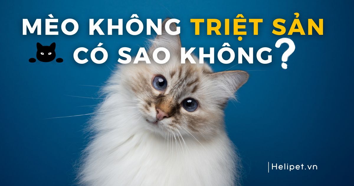 Mèo không triệt sản có sao không?