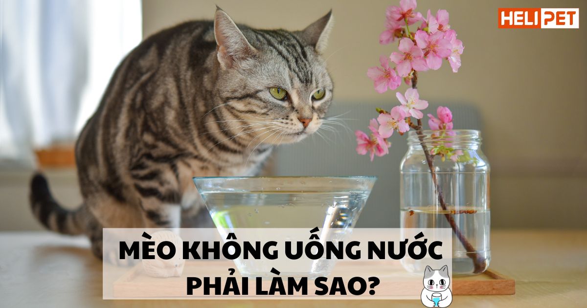 Mèo không uống nước: Nguyên nhân và cách kích thích mèo uống nước