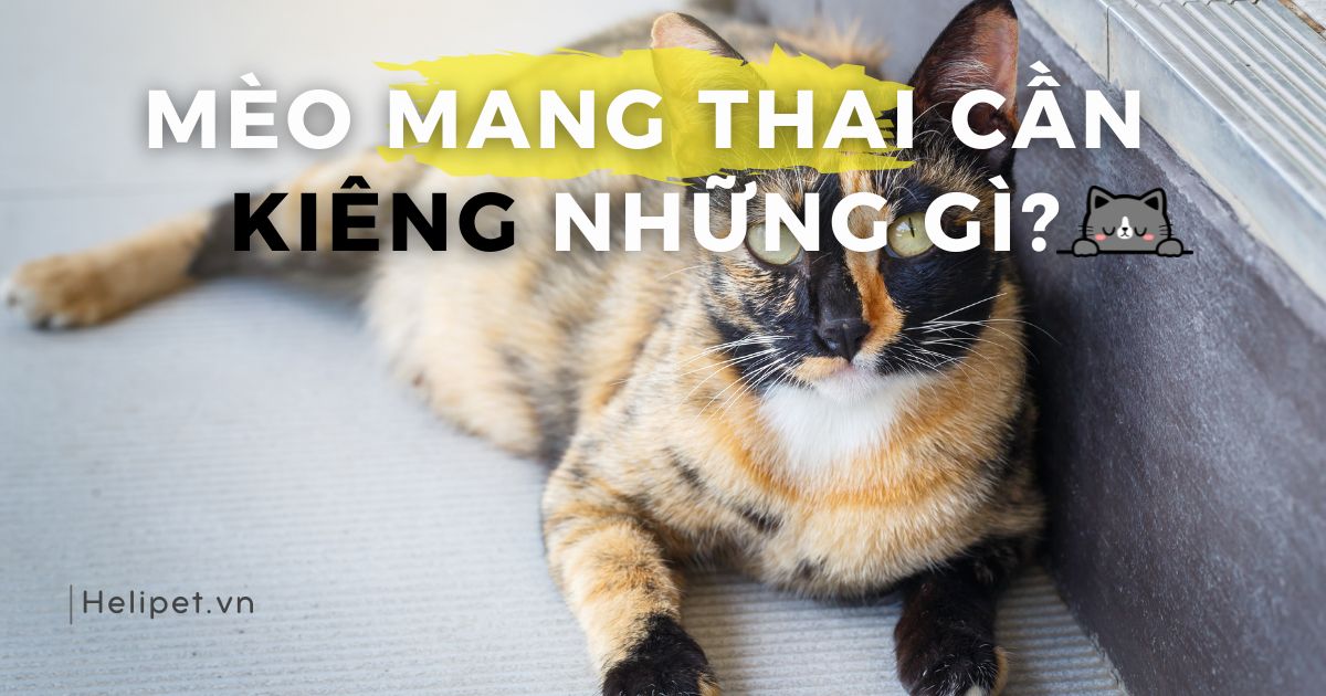 Mèo mang thai cần kiêng những gì?