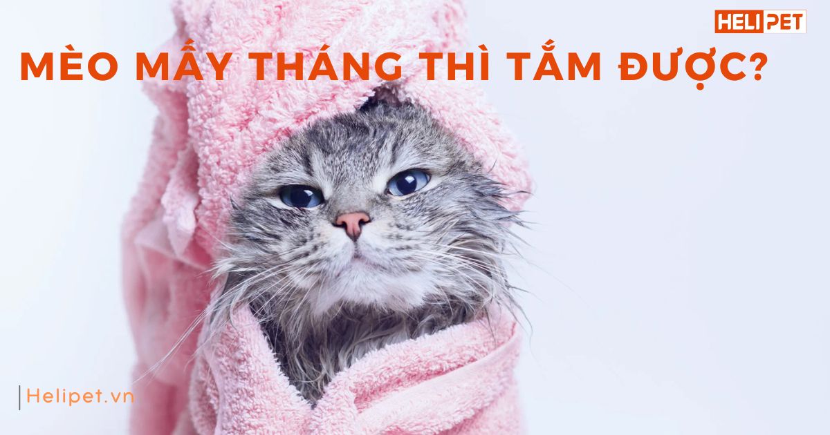 Mèo mấy tháng thì tắm được? Cần tắm mèo sao cho đúng?