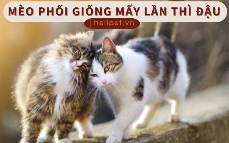 Mèo phối giống mấy lần thì được đậu thai?