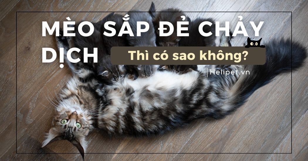 Mèo sắp đẻ chảy dịch thì có sao không?