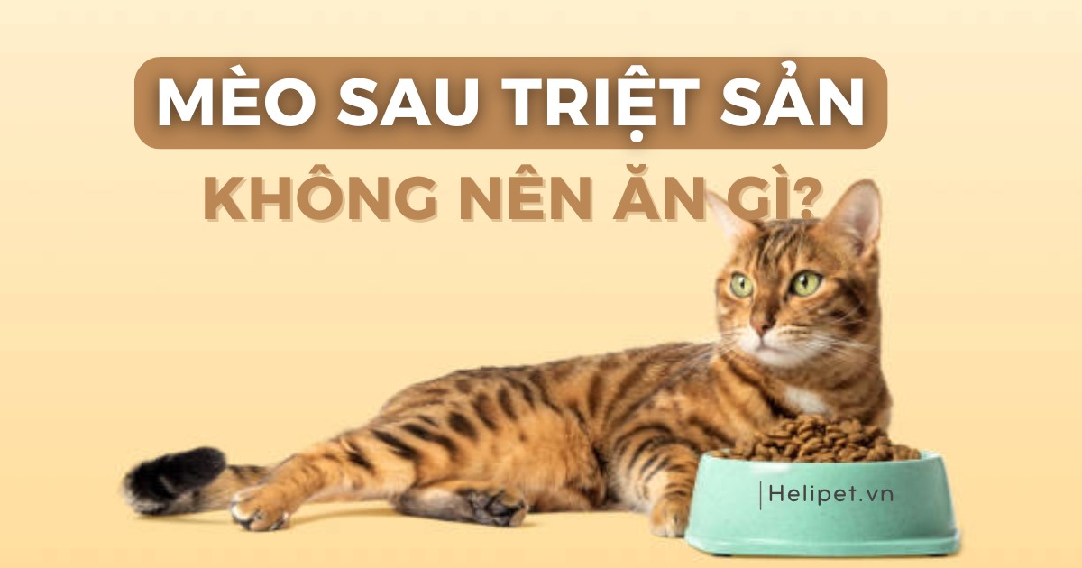 Mèo sau khi triệt sản không nên ăn gì?