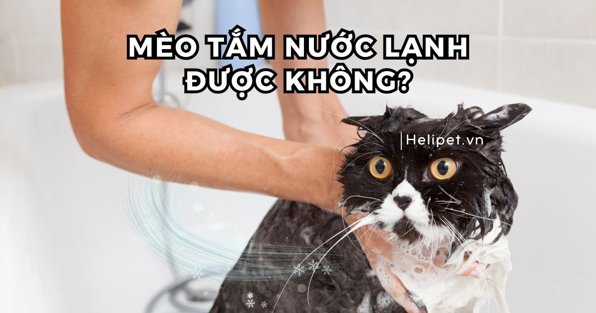 Mèo tắm nước lạnh được không? Vì sao?