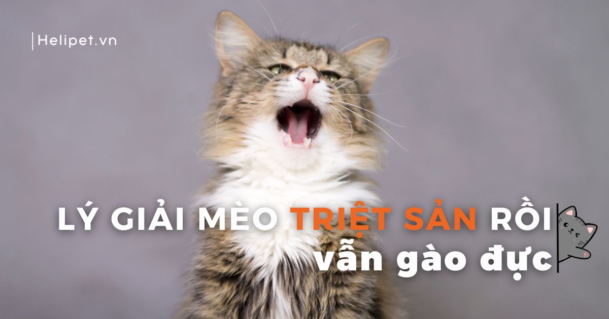 Mèo triệt sản rồi vẫn gào đực: Nguyên nhân và cách khắc phục đúng