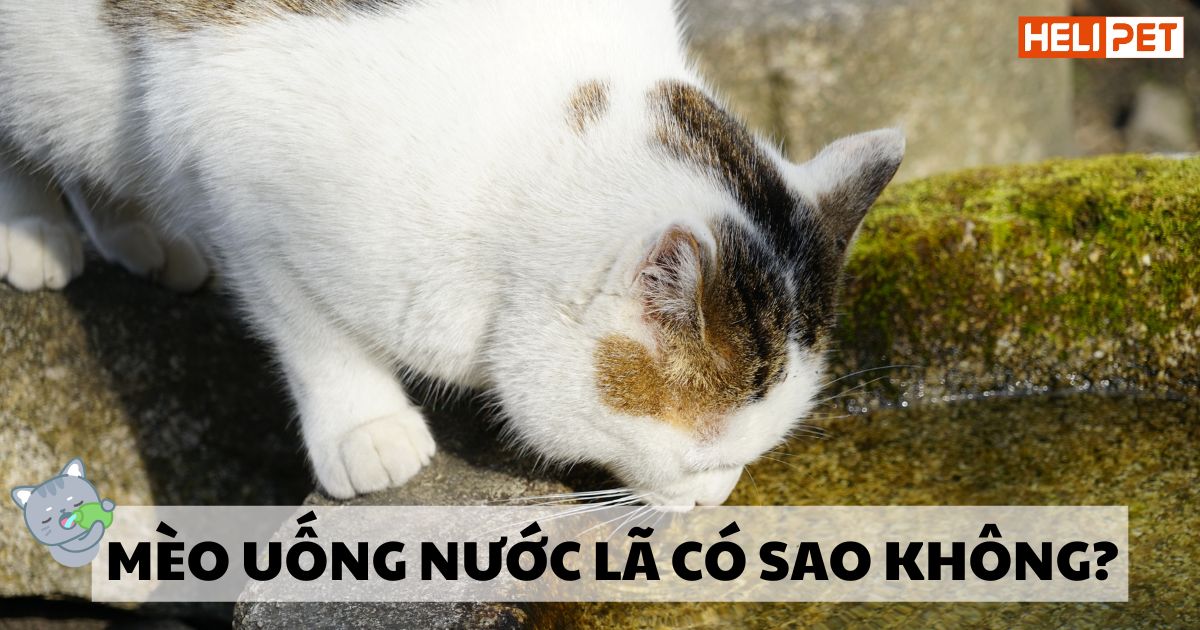 Giải đáp: Mèo uống nước lã có sao không?