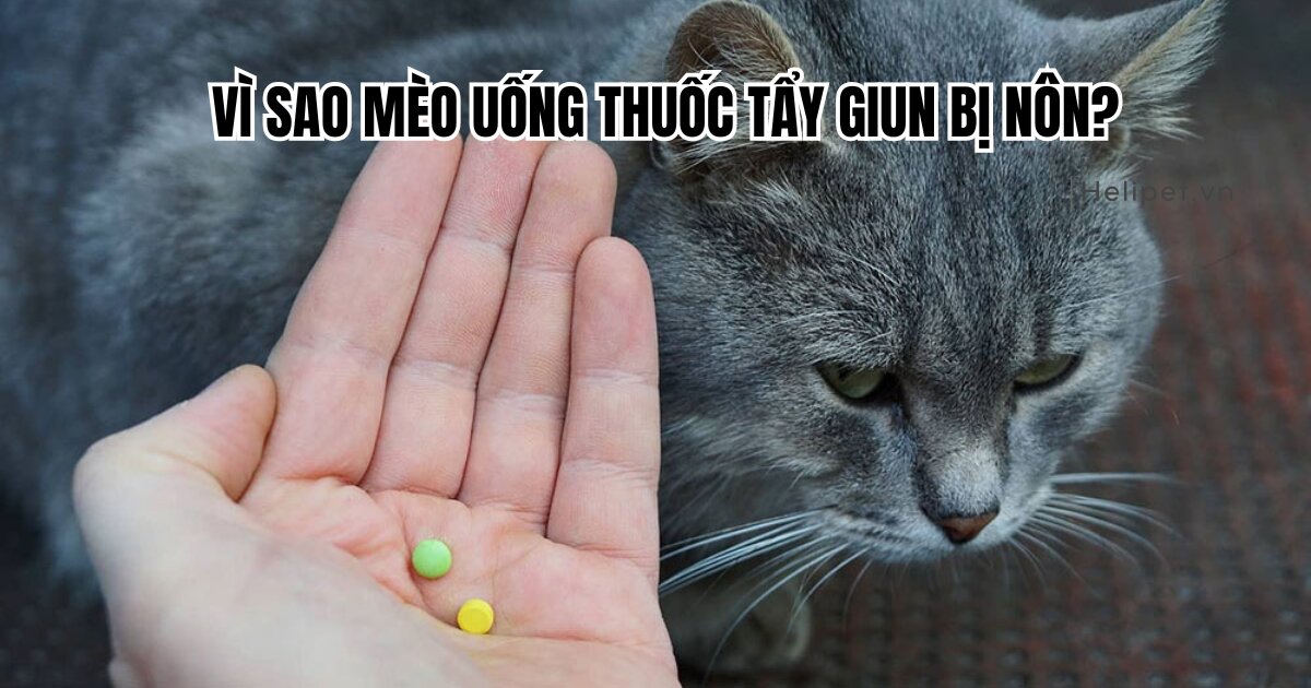 Vì sao mèo uống thuốc tẩy giun bị nôn?