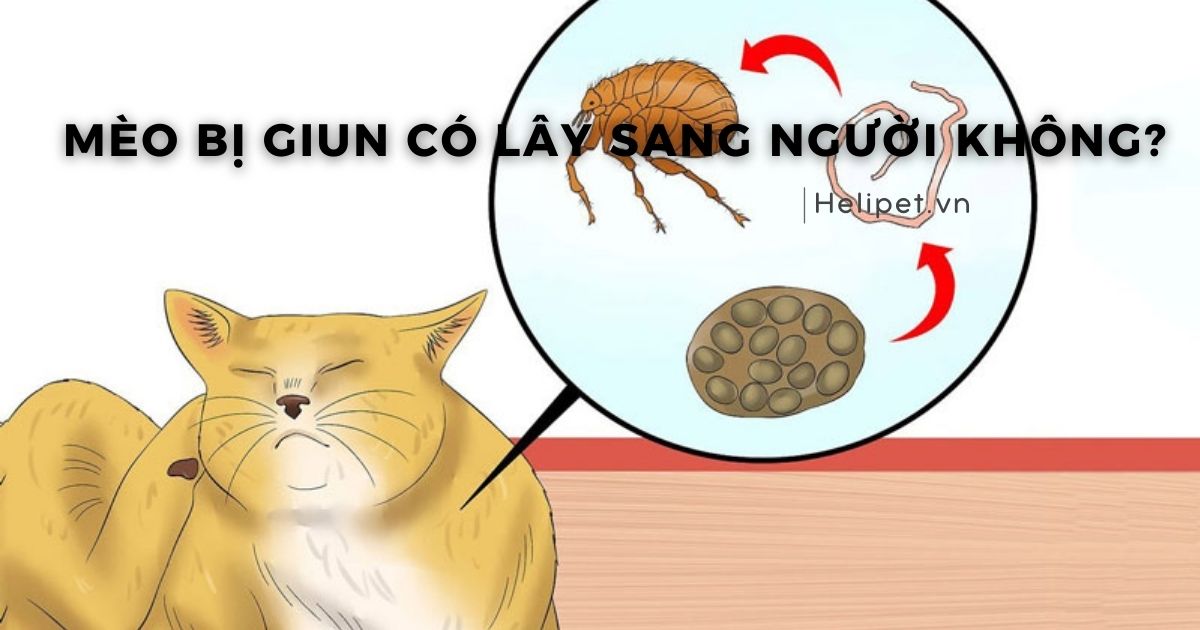 Giải đáp: Mèo bị giun có lây sang người không?
