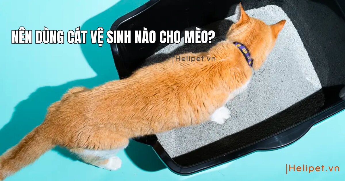 Nên dùng cát vệ sinh nào cho mèo để đảm bảo an toàn?