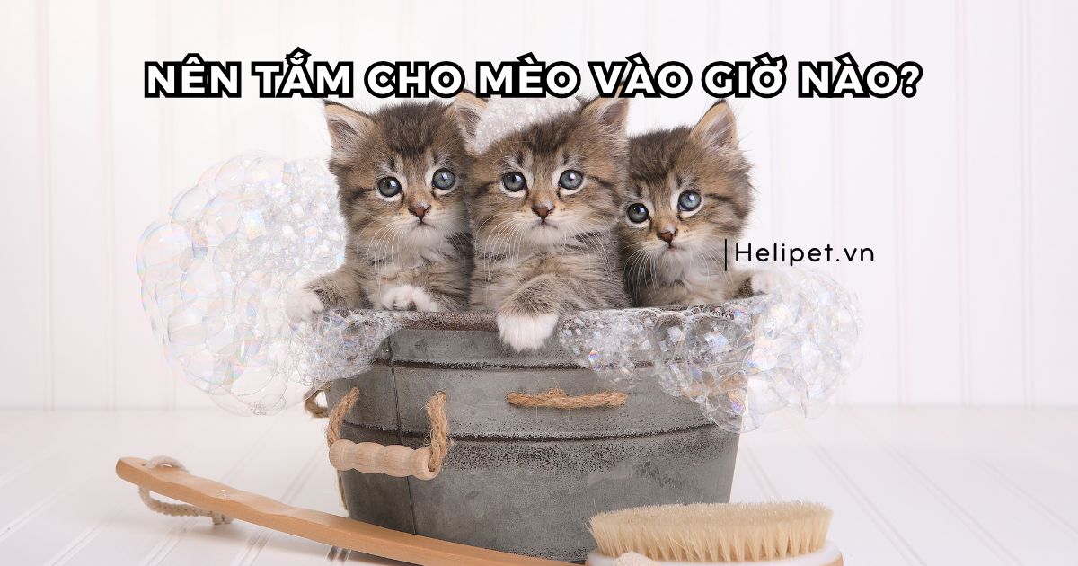 Nên tắm cho mèo vào giờ nào thì hợp lý?