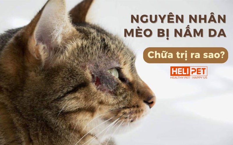 Nguyên nhân mèo bị nấm da là gì? Chữa trị bệnh nấm ở mèo ra sao?