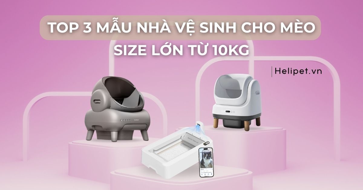 Nên mua 3 mẫu nhà vệ sinh này cho mèo size lớn từ 10kg