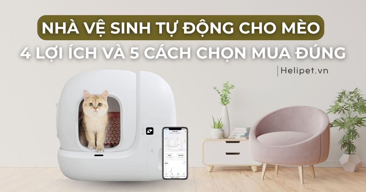 Nhà vệ sinh tự động cho mèo là gì? 4 lợi ích và 5 cách chọn mua đúng