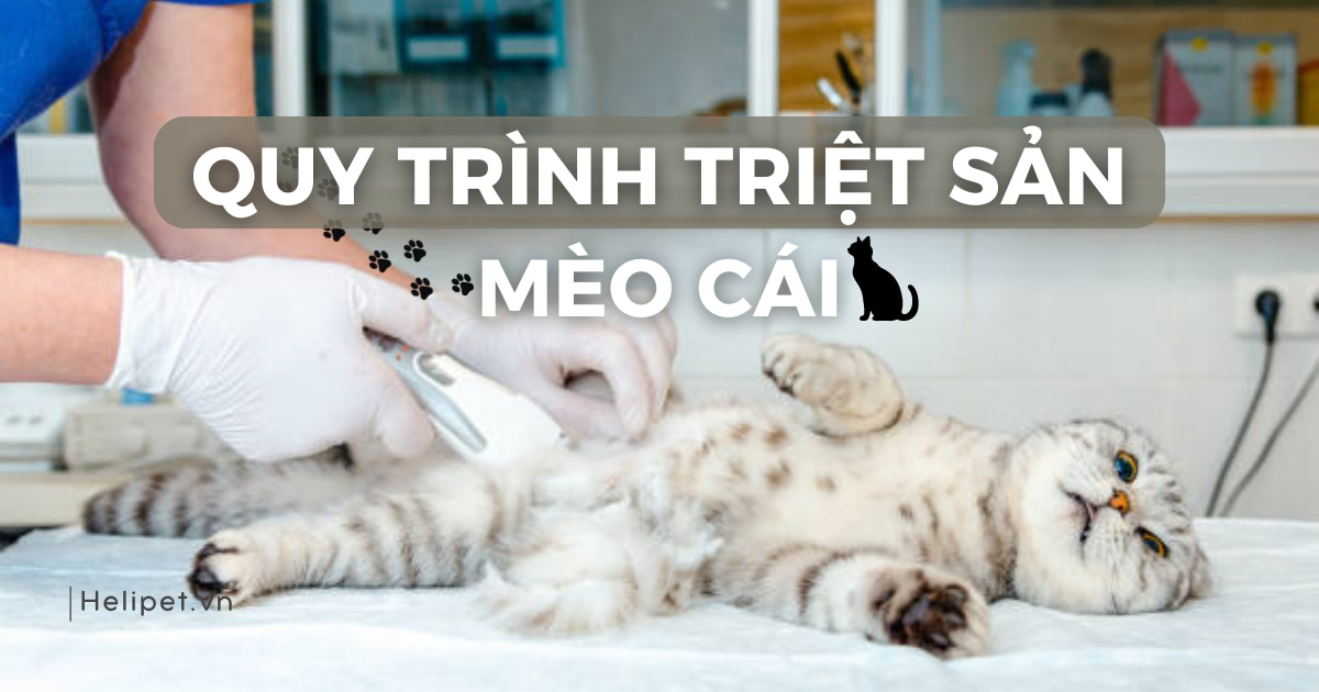 Quy trình triệt sản mèo cái chi tiết từ A-Z