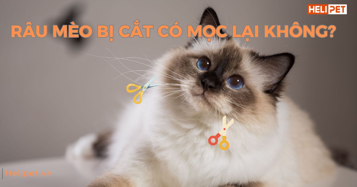 Râu mèo bị cắt có mọc lại không? Bao lâu thì mọc lại?