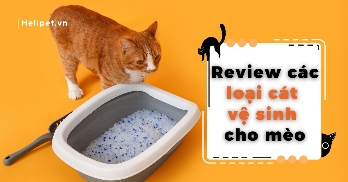 Review các loại cát vệ sinh cho mèo được ưa chuộng nhất