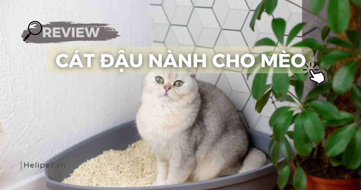 Review cát đậu nành cho mèo giá tốt, khử mùi hiệu quả