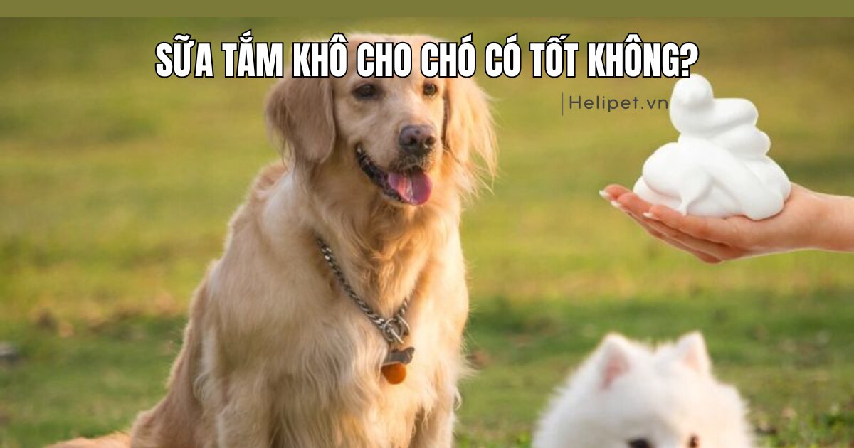 Sữa tắm khô cho chó có tốt không?