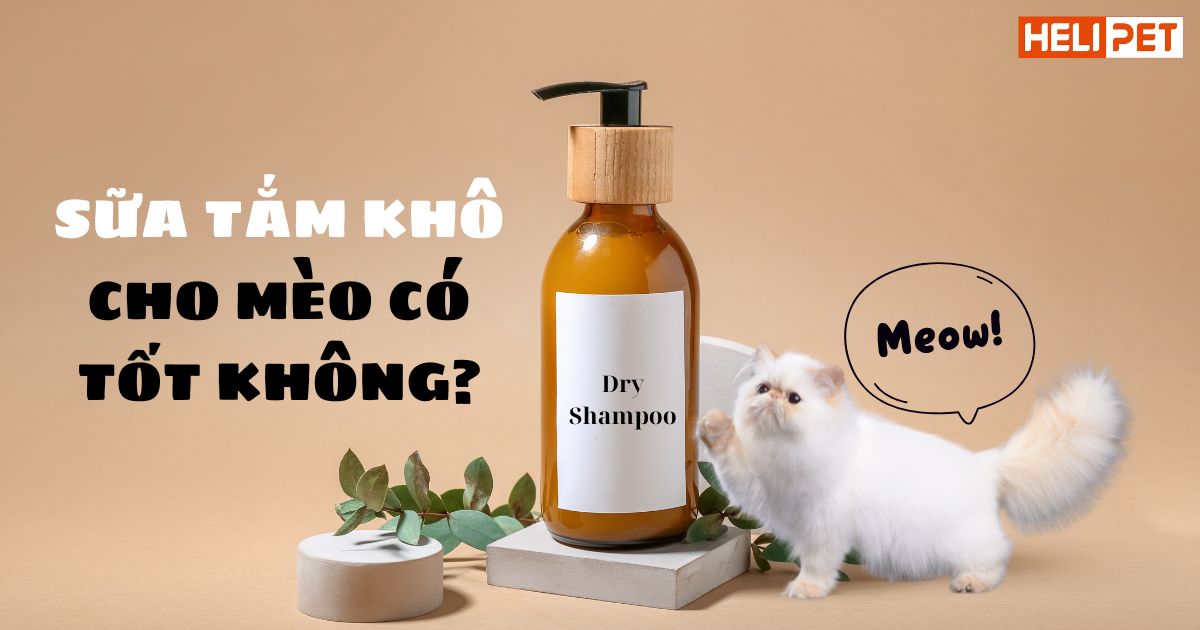 Sữa tắm khô cho mèo có tốt không?