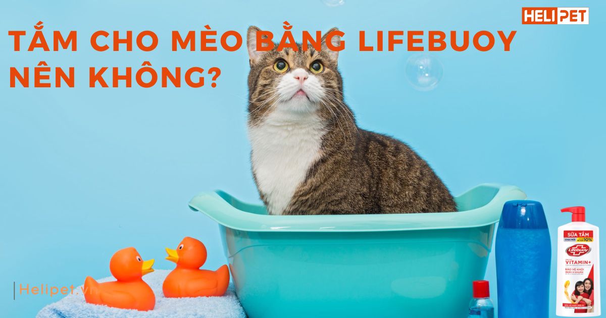 Tắm cho mèo bằng xà phòng Lifebuoy được không?
