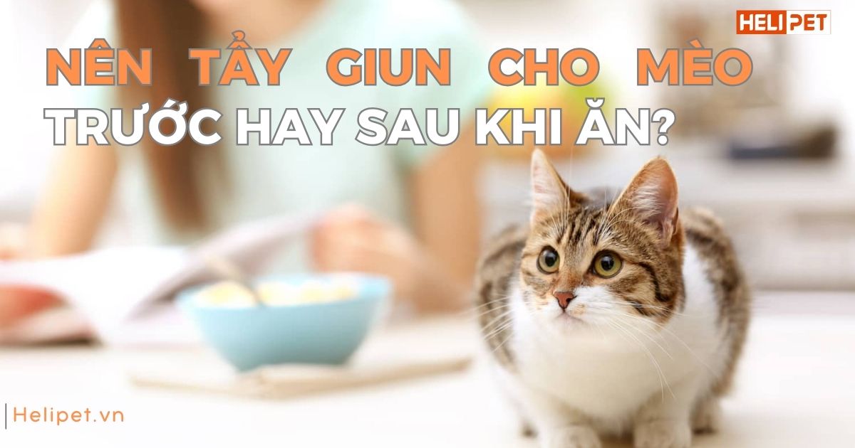 Giải đáp: Tẩy giun cho mèo trước hay sau khi ăn?