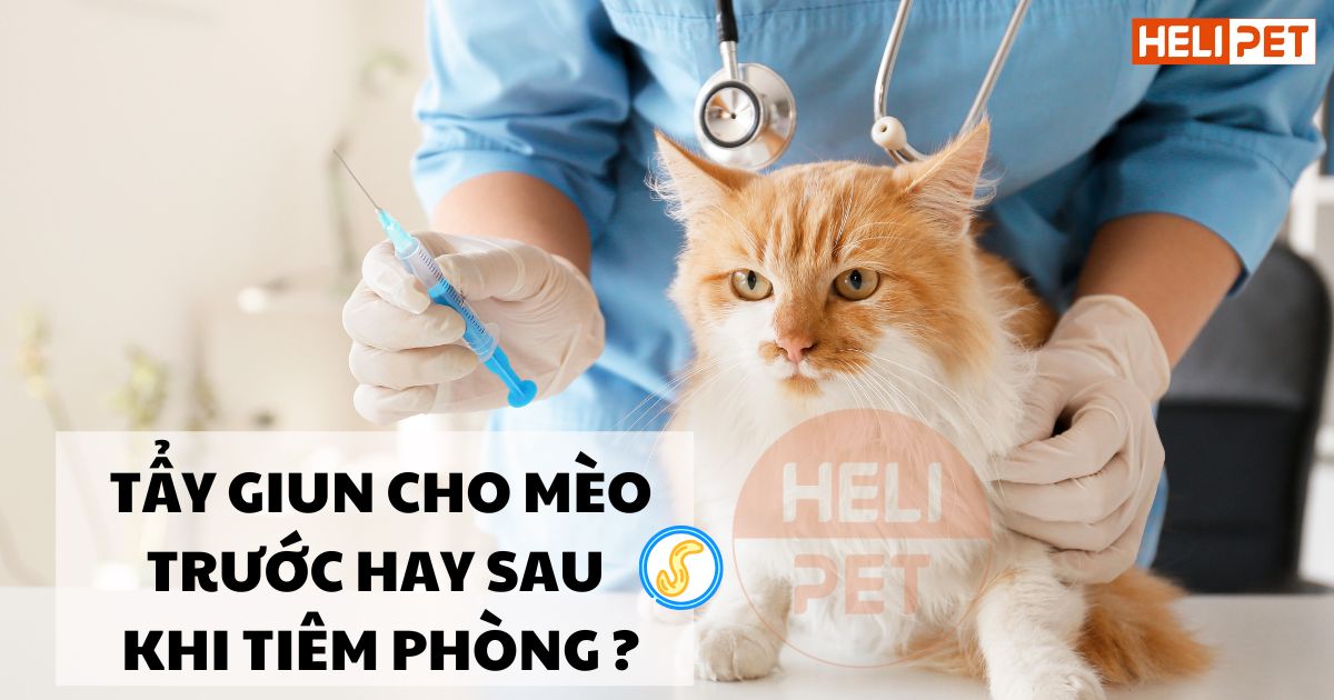 Nên tẩy giun cho mèo trước hay sau khi tiêm phòng?