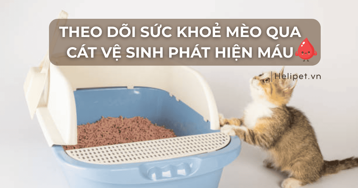 Cát Vệ Sinh Phát Hiện Máu Cho Mèo: Cách Hoạt Động & Top Sản Phẩm Tốt Nhất
