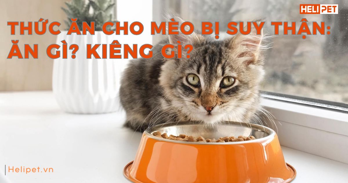 Thức ăn cho mèo bị suy thận: ăn gì, kiêng gì?