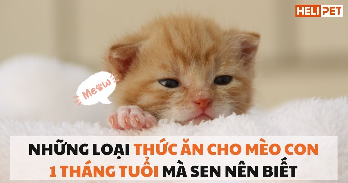 Những loại thức ăn cho mèo con 1 tháng tuổi mà Sen nên biết