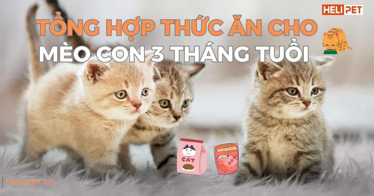 Các loại thức ăn cho mèo con 3 tháng tuổi mà sen nên biết
