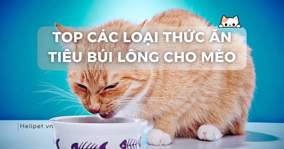 Top 12 thức ăn tiêu búi lông cho mèo