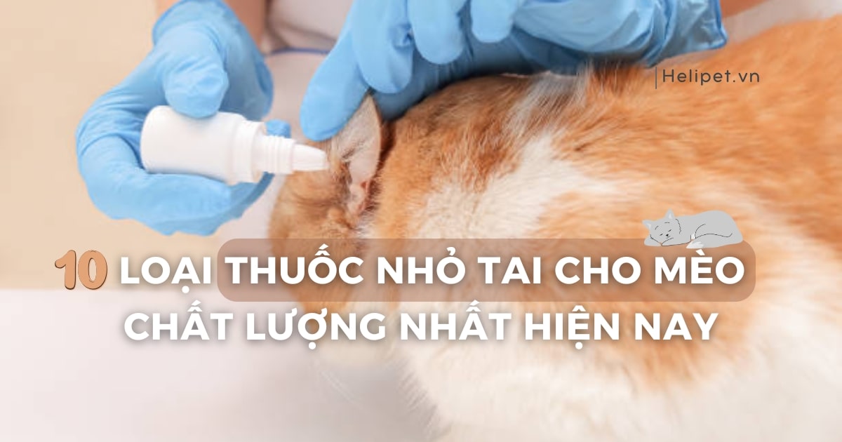 10 loại thuốc nhỏ tai cho mèo chất lượng nhất hiện nay