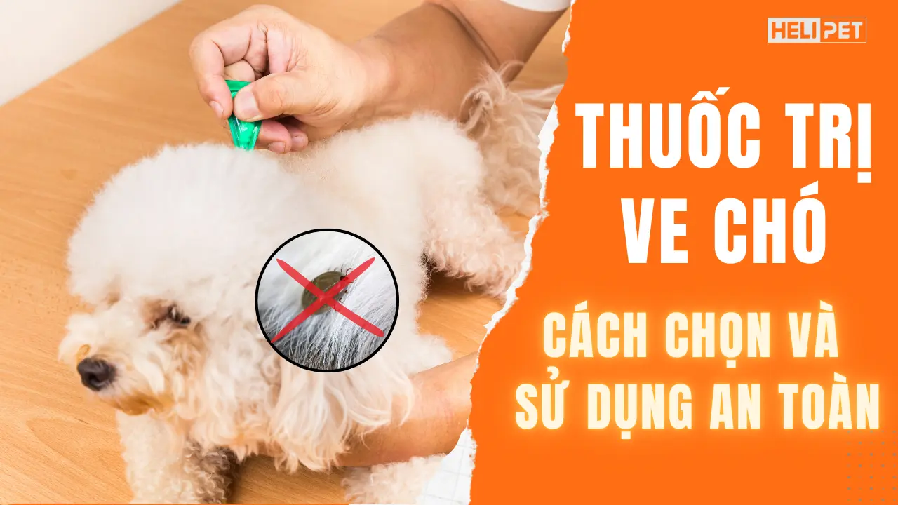 Thuốc trị ve chó: Cách chọn và sử dụng an toàn