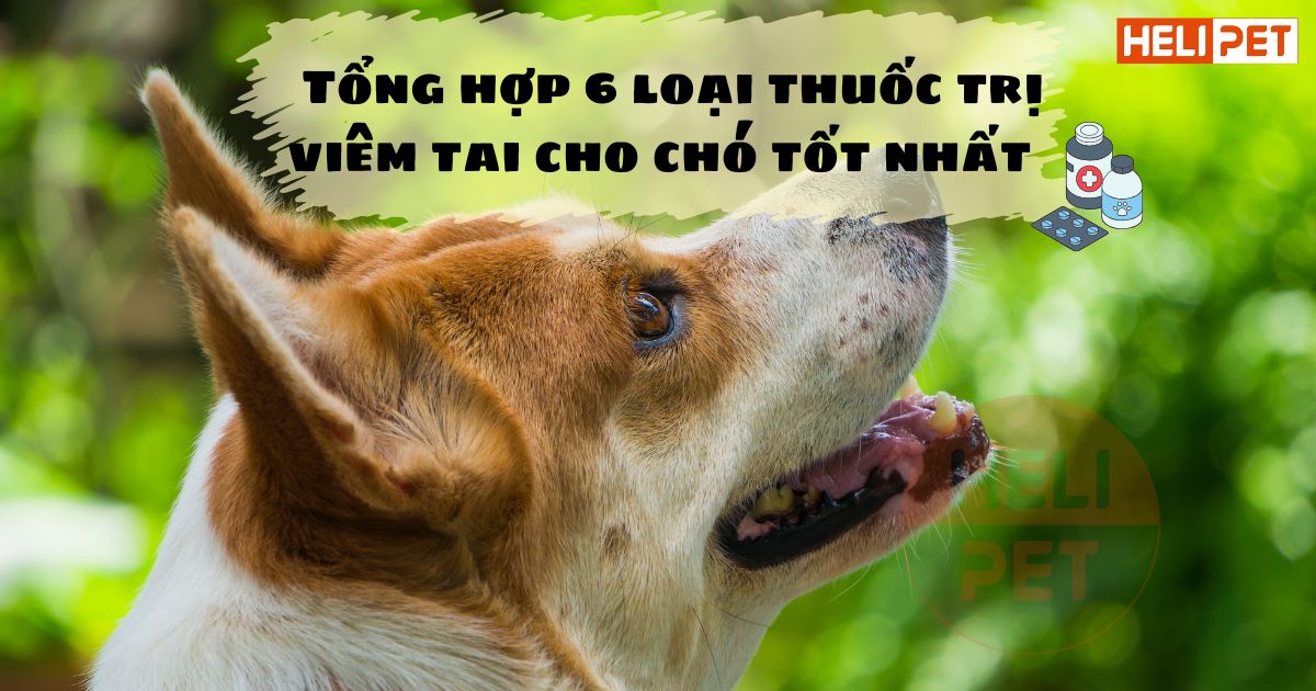 Tổng hợp 6 loại thuốc trị viêm tai cho chó tốt nhất