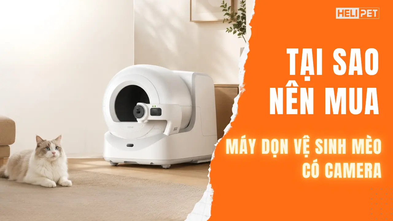 Tại sao nên mua máy dọn vệ sinh mèo có Camera?