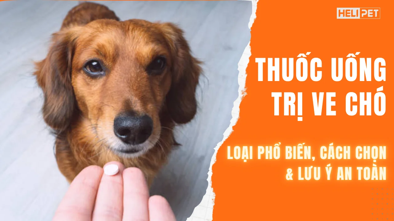 Thuốc uống trị ve chó: Loại phổ biến, cách chọn và lưu ý an toàn