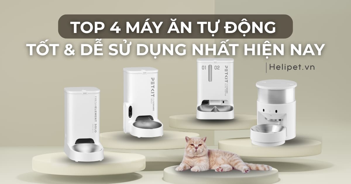 Top 4 máy cho mèo ăn tự động tốt và dễ sử dụng nhất hiện nay