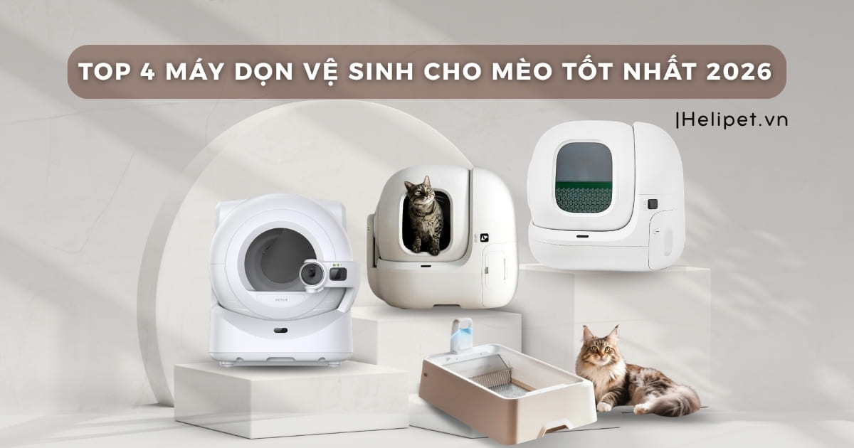 Top 4 máy dọn vệ sinh cho mèo PETKIT tốt nhất