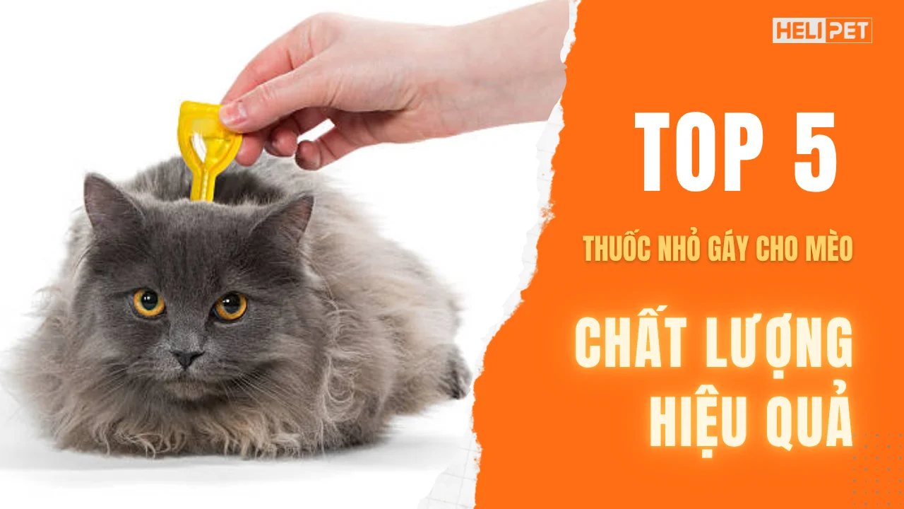 Top 5 thuốc nhỏ gáy cho mèo chất lượng hiệu quả