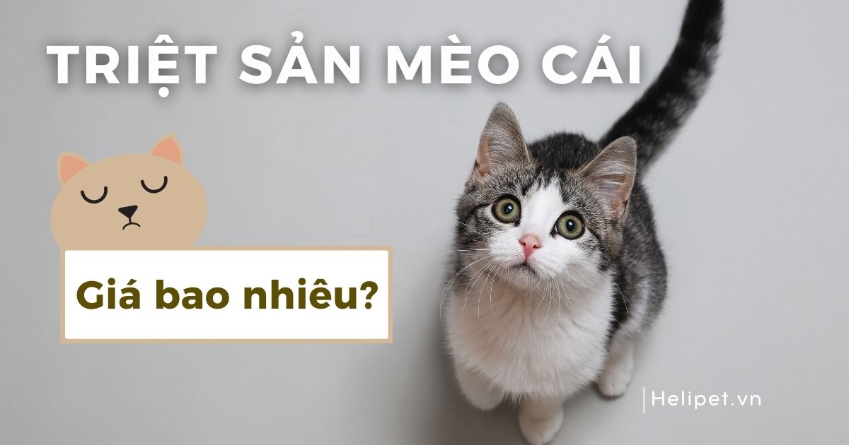 Triệt sản mèo cái giá bao nhiêu?