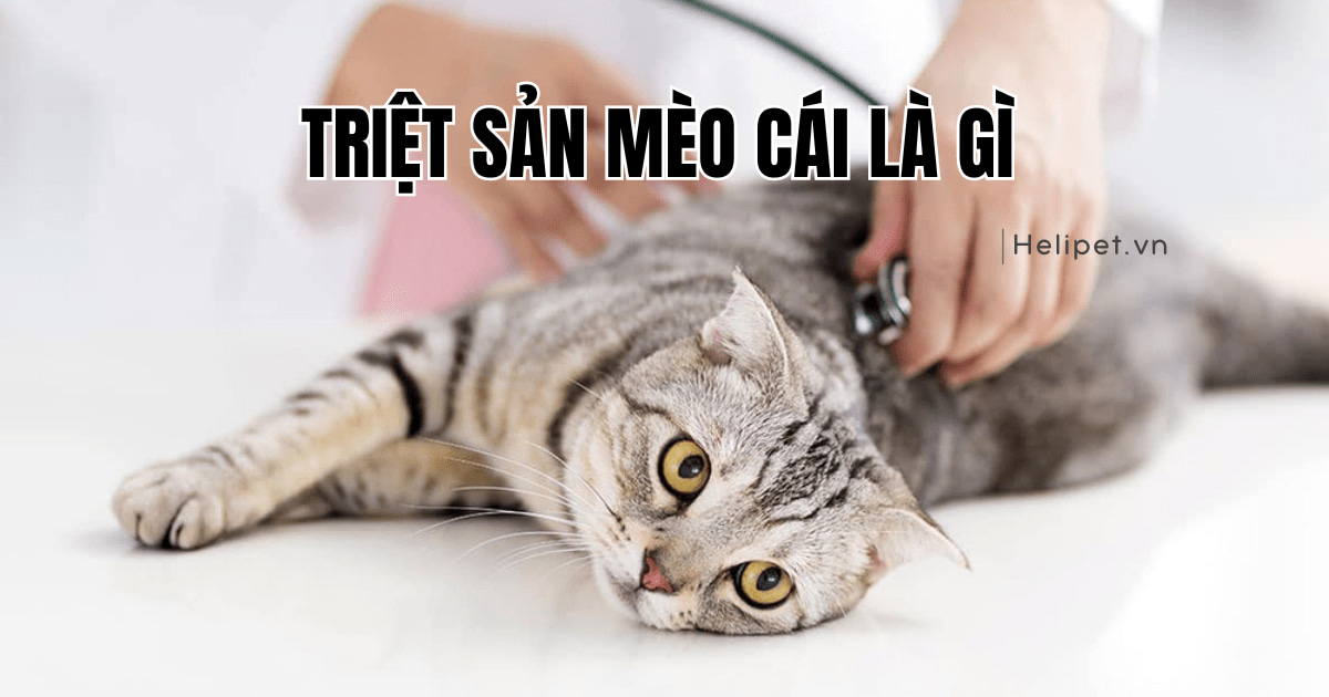 Triệt sản mèo cái là gì? Hỏi - đáp về triệt sản mèo cái