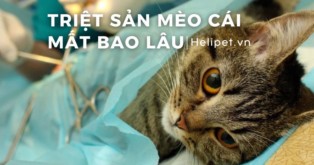 Triệt sản mèo cái mất bao lâu?