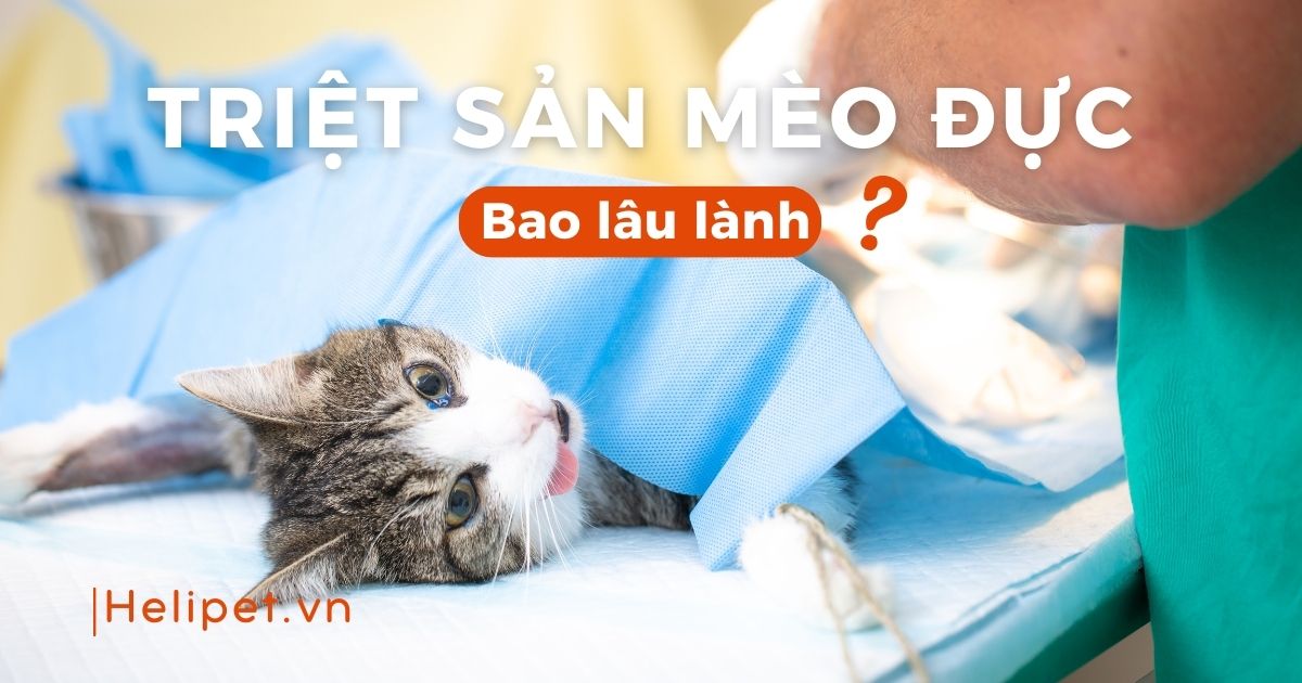 Triệt sản mèo đực bao lâu lành?