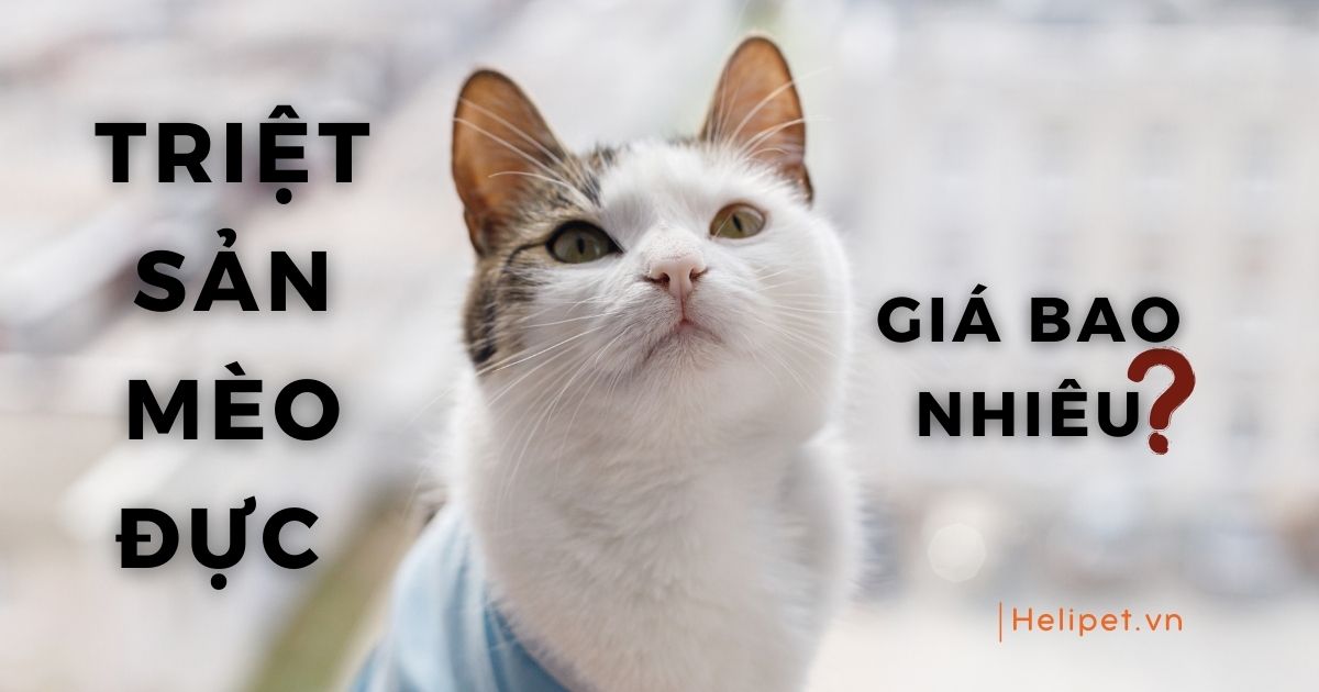 Triệt sản mèo đực giá bao nhiêu?
