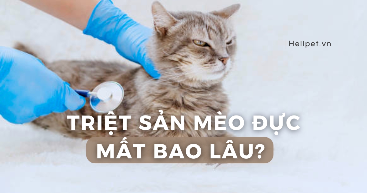 Triệt sản mèo đực mất bao lâu?