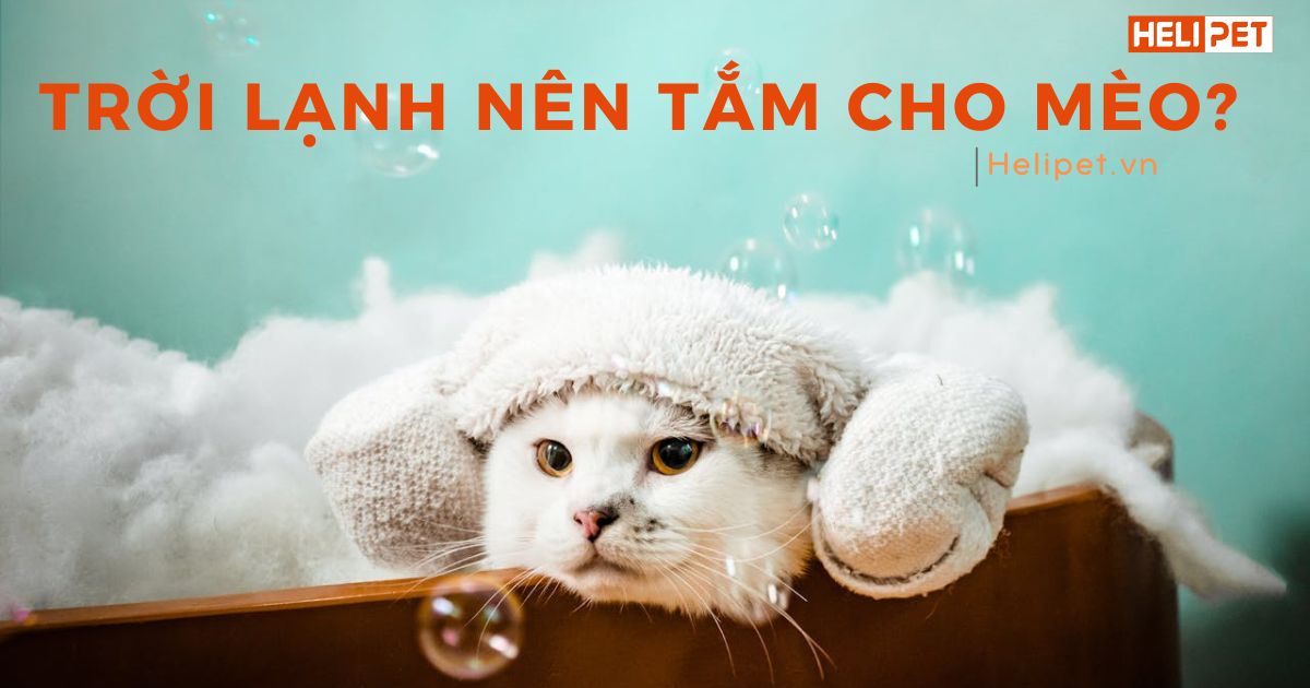 Trời lạnh có nên tắm cho mèo không?