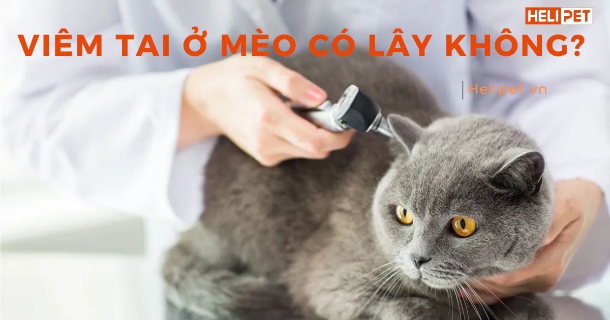 Viêm tai ở mèo có lây không? Yếu tố nào dễ lây lan