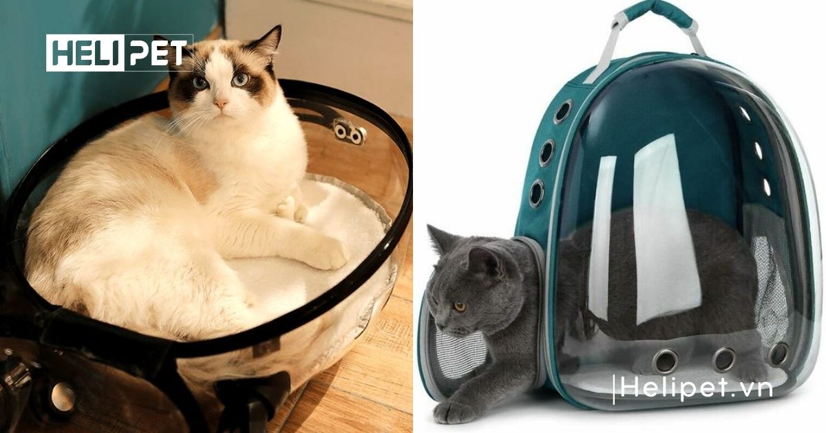 Balo vận chuyển chó mèo
