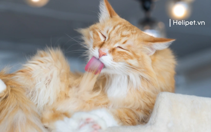 Mèo sẽ liên tục liếm lông sau khi tắm xong