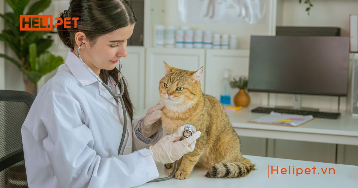 cách chăm sóc mèo Anh lông ngắn